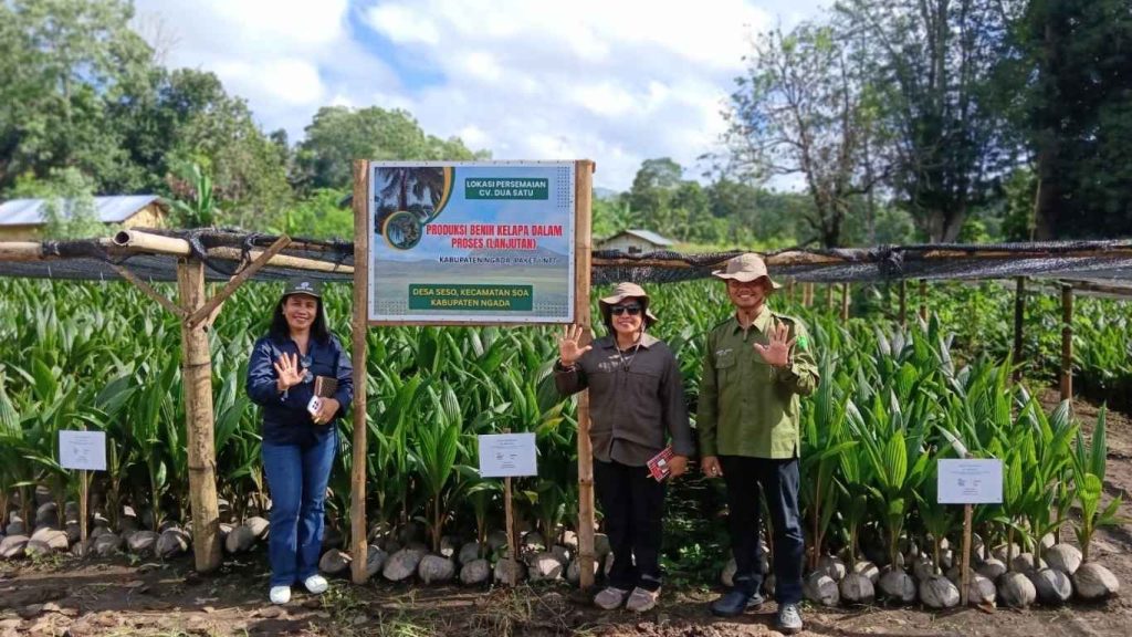 Sertifikasi Kelapa Dalam di Desa Seso Dukung Perluasan 800 Hektare Kelapa di Ngada