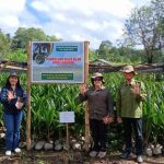 Sertifikasi Kelapa Dalam di Desa Seso Dukung Perluasan 800 Hektare Kelapa di Ngada