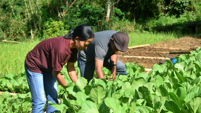 Upaya Mama-mama Flores Berdaulat Pangan sampai Konservasi Lahan