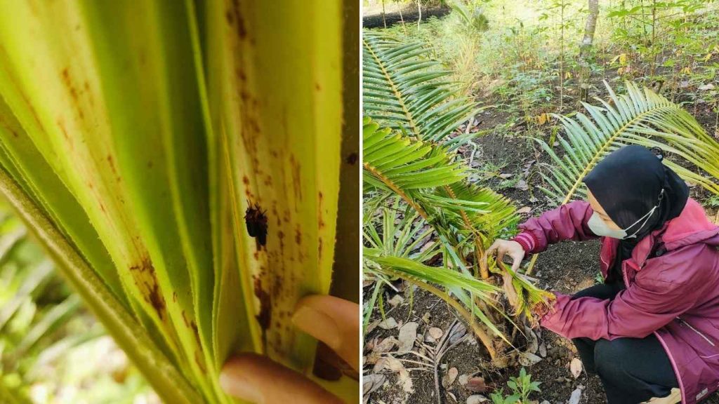 Pengamatan Hama Anakan Kelapa di Desa Raporendu, Kecamatan Nangapanda