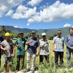 BULOG Pecah Rekor Serapan Gabah Nasional, NTT Sumbang Hampir 4.000 Ton untuk Ketahanan Pangan