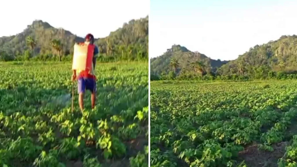 Demo Tani Kacang Hijau Vima 1 Dukung Penguatan Calon Benih di Kabupaten TTS