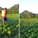 Demo Tani Kacang Hijau Vima 1 Dukung Penguatan Calon Benih di Kabupaten TTS