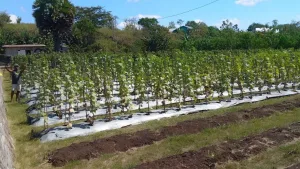 Dinas Pertanian dan Ketahanan Pangan NTT Dorong Digitalisasi Pemasaran Hasil Petani di Kota Kupang