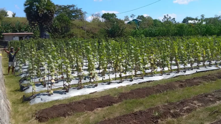 Dinas Pertanian NTT Dorong Digitalisasi Pemasaran Hasil Petani di Kota Kupang