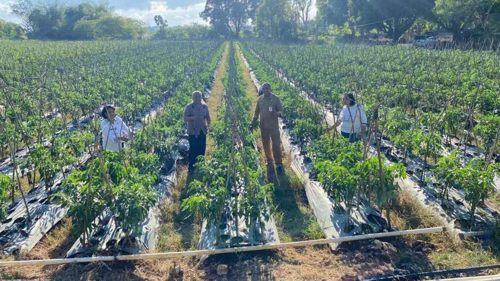 Dukungan Hortikultura NTT Diperkuat Melalui Kunjungan ke Lahan Cabai dan Melon di Naoni