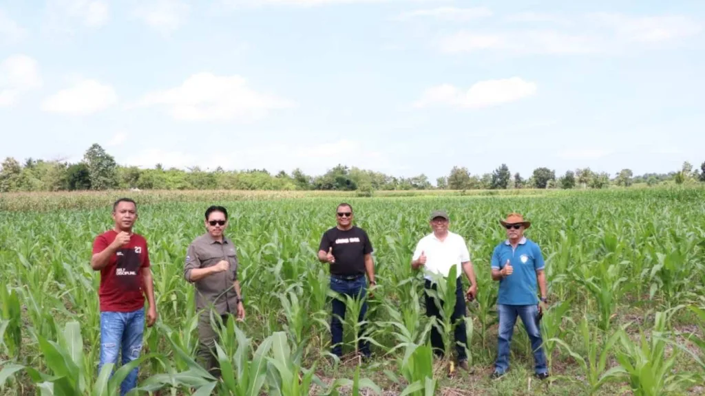 Jagung Kodi Utara Didorong Jadi Penopang Pasokan Pakan Ternak