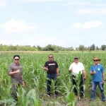 Jagung Kodi Utara Didorong Jadi Penopang Pasokan Pakan Ternak