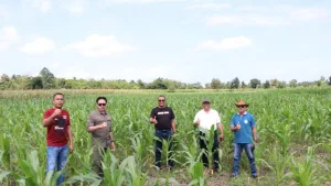 Jagung Kodi Utara Didorong Jadi Penopang Pasokan Pakan Ternak