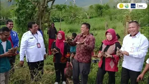 Jahe Emprit dan Jahe Gajah Kelimutu: Potensi Agribisnis Ende Menuju Pasar Ekspor