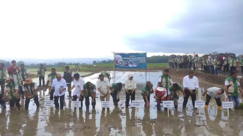 Kepala Dinas Pertanian dan Ketahanan Pangan NTT Hadiri Penanaman Serentak 2.000 Hektare di Sumba Barat Daya