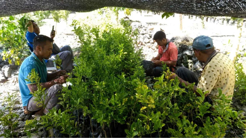 Panen Entris Mangga Arumanis di BBH Nonbees Dukung Pengembangan Hortikultura NTT