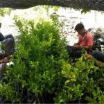 Panen Entris Mangga Arumanis di BBH Nonbees Dukung Pengembangan Hortikultura NTT