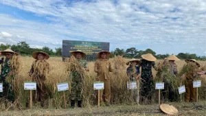 Kepala Dinas Pertanian NTT Hadiri Panen Raya Padi Tahun 2026 di Babau