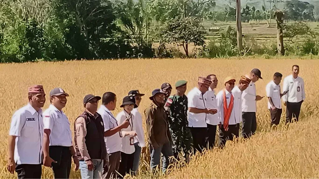 Panen Raya di Pong Leko Jadi Momentum Modernisasi Pertanian Manggarai