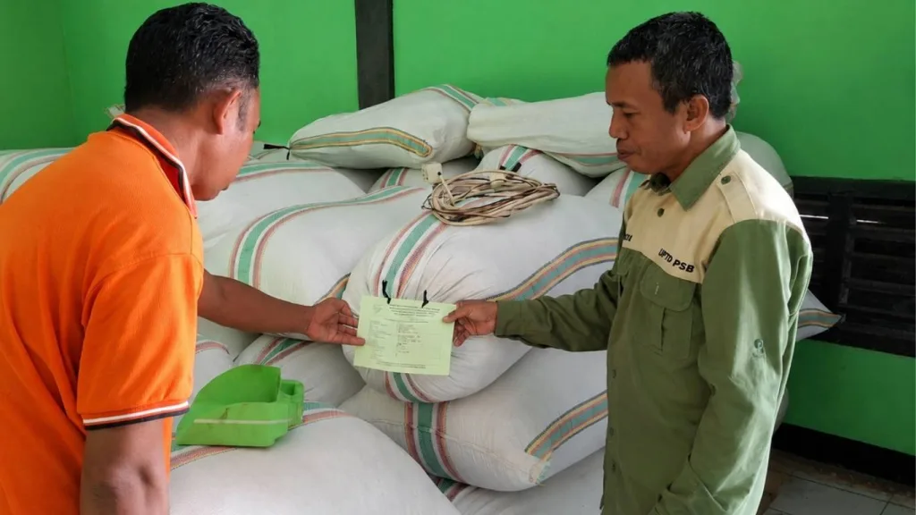 Pengambilan Sampel Benih Padi Ciherang untuk Sertifikasi di Gudang Lembor