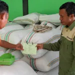 Pengambilan Sampel Benih Padi Ciherang untuk Sertifikasi di Gudang Lembor