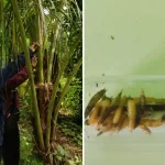 Perbanyakan Parasitoid Tetrastichus untuk Pengendalian Hama Brontispa pada Anakan Kelapa di Ende