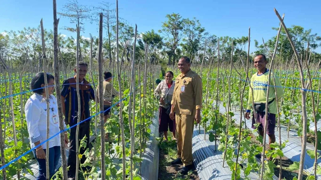 Petani Milenial Hortikultura Didorong Menjadi Penggerak Pertanian Produktif di NTT
