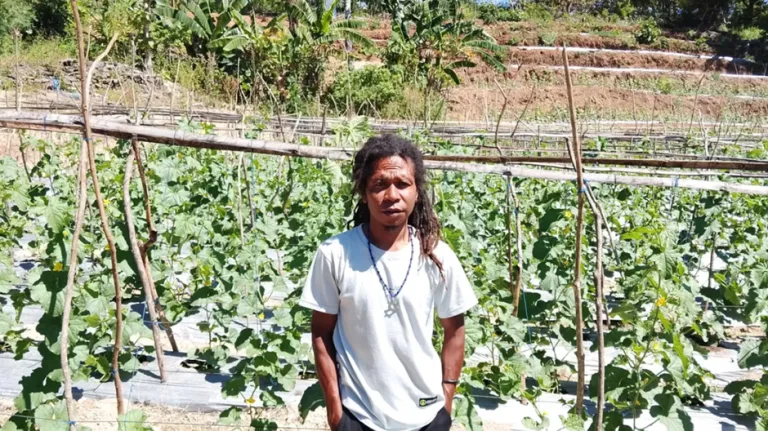 Petani Milenial Sulap Bukit Batu Baumata Jadi Sentra Melon