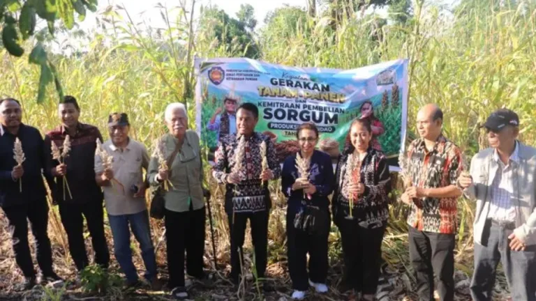 Bupati Rote Ndao Pimpin Panen Raya Sorgum dan Pembelian Perdana Hasil Panen di Desa Daiama