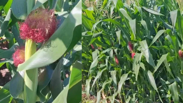 Perkembangan Jagung Hibrida Gelar Teknologi BBI Tarus Mulai Berbunga dan Bertongkol