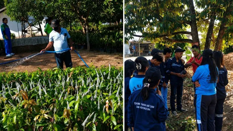 BBH Lembor Laksanakan Perawatan Bibit dan Bimbingan Okulasi Mangga