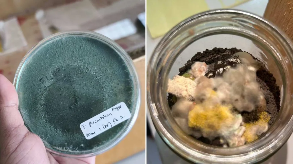 Eksplorasi Trichoderma Spesifik Daerah Sikka