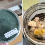 Eksplorasi Trichoderma Spesifik Daerah Sikka