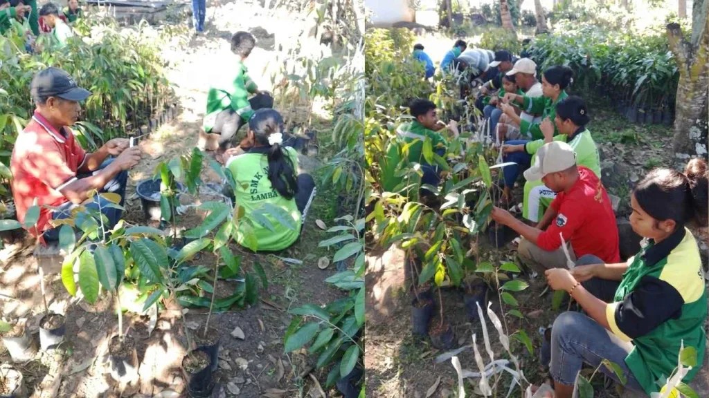 Grafting Bibit Durian Tingkatkan Ketersediaan Bibit Unggul di BBH Lembor