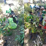 Grafting Bibit Durian Tingkatkan Ketersediaan Bibit Unggul di BBH Lembor