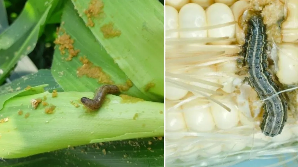 Hama pada Tanaman Jagung Jenis, Gejala, dan Pengendalian
