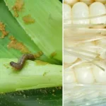 Hama pada Tanaman Jagung Jenis, Gejala, dan Pengendalian