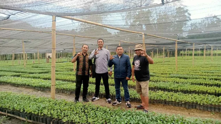 Monitoring Pembibitan Kopi dan Kakao di Manggarai Timur Pastikan Kesiapan Bibit Tahun 2026