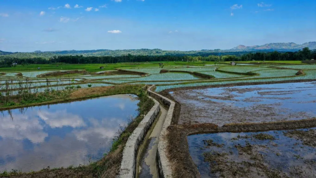 OPLA Non Rawa 2025 Tingkatkan Indeks Pertanaman Padi di Kabupaten Sumba Barat Daya
