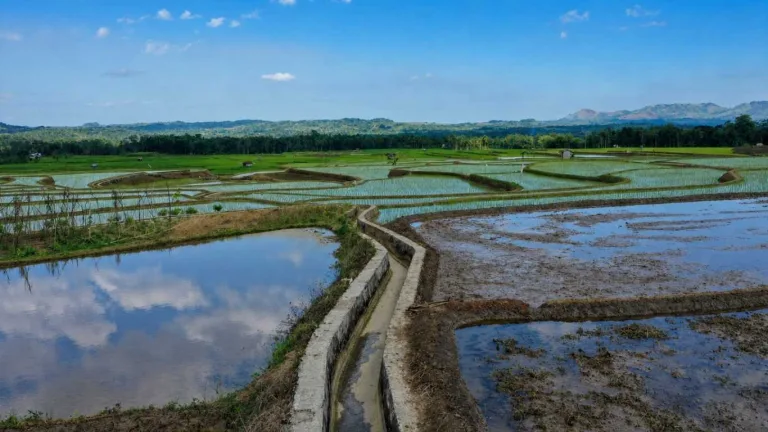 OPLA Non Rawa 2025 Tingkatkan Indeks Pertanaman Padi di Kabupaten Sumba Barat Daya