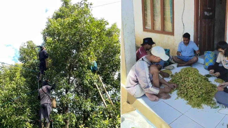 Panen Cengkeh di Kebun Dinas Roe Hasilkan 7,5 Kilogram Cengkeh Basah