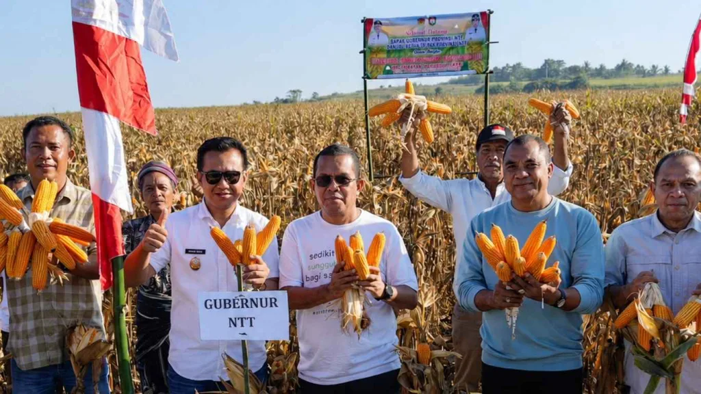 Panen Raya Jagung Sumba Barat Daya Perkuat Ketahanan Pangan NTT