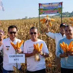 Panen Raya Jagung Sumba Barat Daya Perkuat Ketahanan Pangan NTT