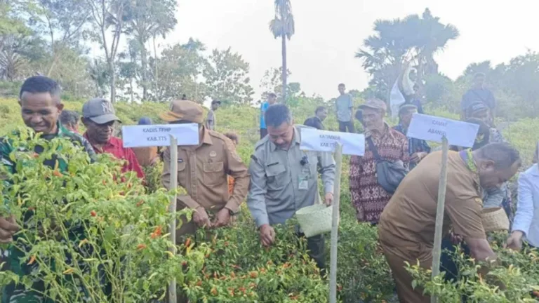 Panen Raya dan Penanaman Cabai Lokal di Desa Mio, Wujud Komitmen Mewujudkan Ketahanan Pangan