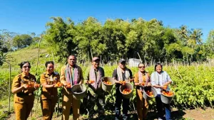 Panen Tomat di Desa Oeletsala Dukung PADes dan Pendapatan Petani