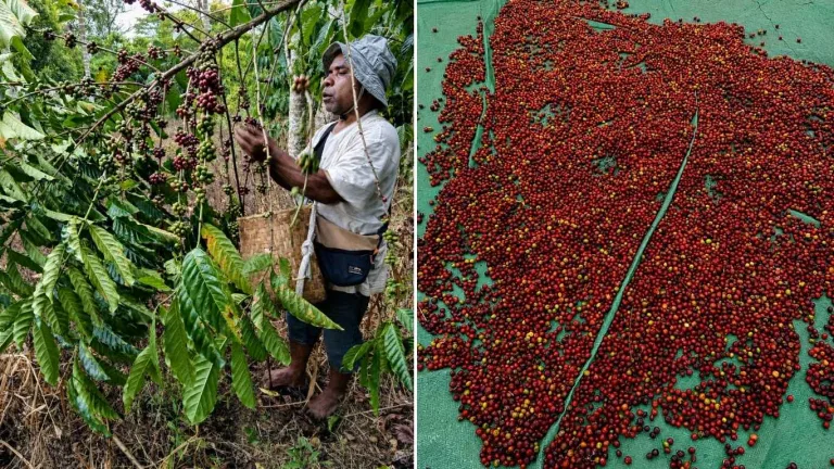 Panen dan Pasca Panen Kopi Robusta di Kebun Dinas Mainang Kabupaten Alor