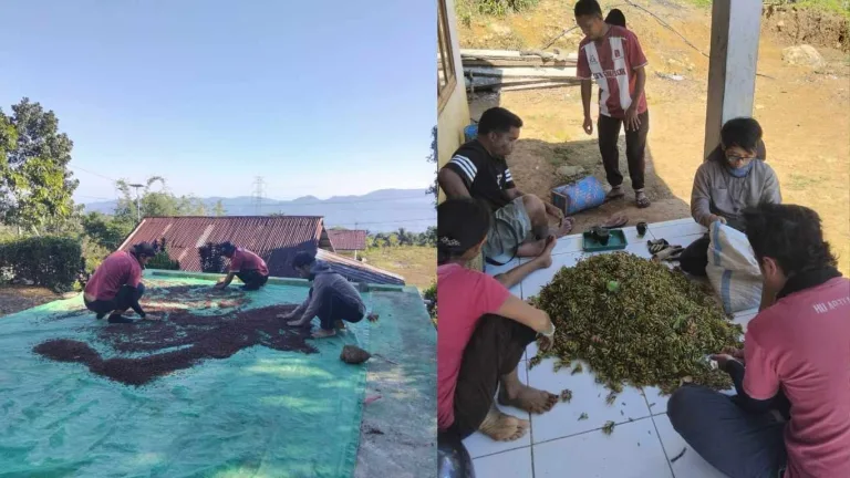 Pascapanen Cengkeh Detubapa Berjalan Optimal Melalui Pengelolaan Kebun Terpadu