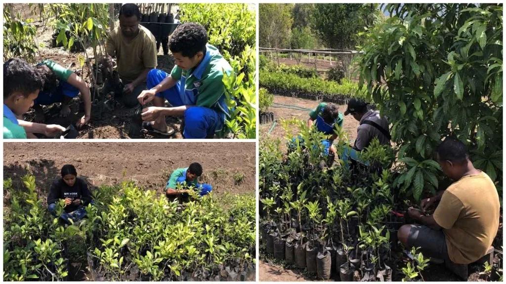 Pemeliharaan Bibit Hortikultura Tingkatkan Kualitas Bibit Unggul di BBH Detubapa