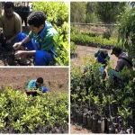 Pemeliharaan Bibit Hortikultura Tingkatkan Kualitas Bibit Unggul di BBH Detubapa