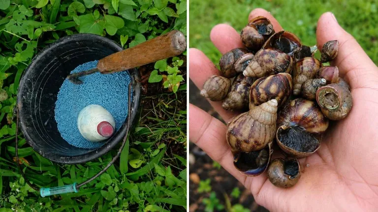 Pemeliharaan Kebun Dinas Eban melalui Pengendalian Gulma, Bekicot, dan Pemupukan