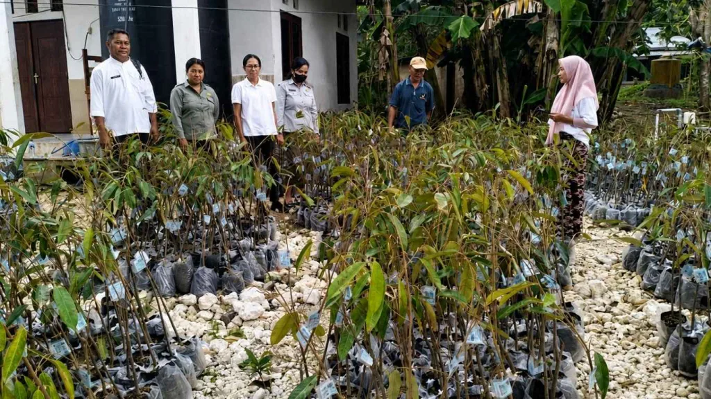 Pengembangan Kawasan Durian APBN Dukung Hortikultura di Kabupaten Rote Ndao