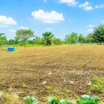 Wakil Bupati Malaka HMS Beri Contoh Nyata, Bangun Kebun Hortikultura dan Ajak Anak Muda Menjadi Petani Sukses