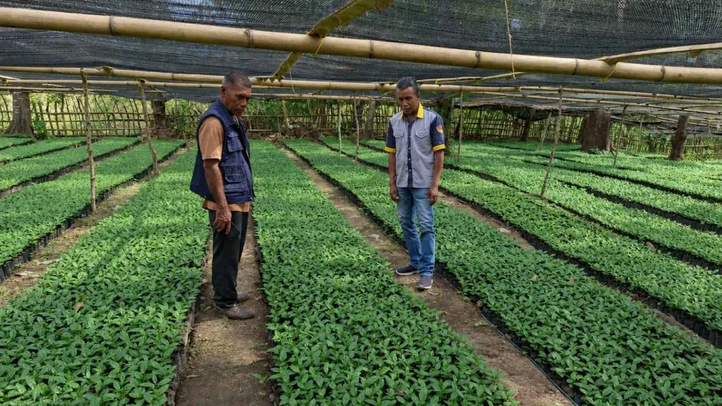 708.000 Benih Kopi Arabika Manggarai Barat Dipantau di Wae Ara