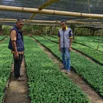 708.000 Benih Kopi Arabika Manggarai Barat Dipantau di Wae Ara